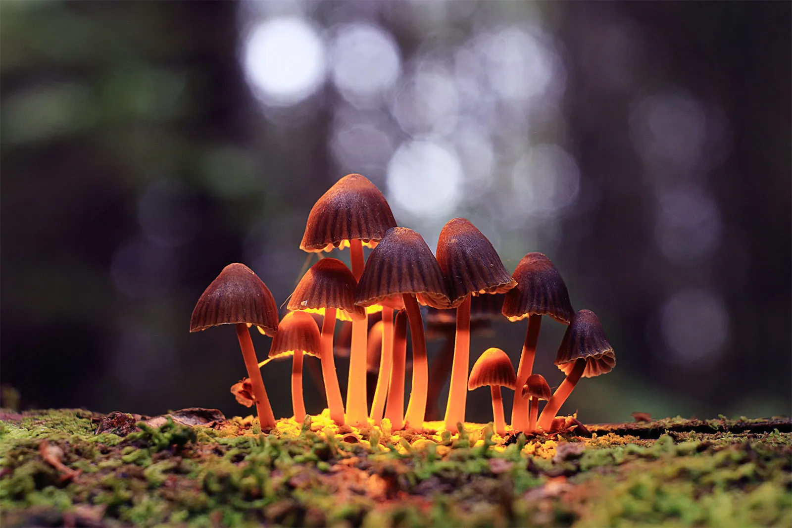 Psilocybe Cubensis