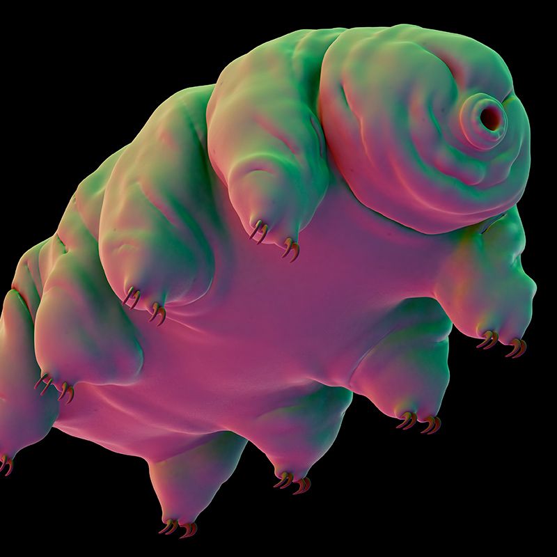 Tardigrade